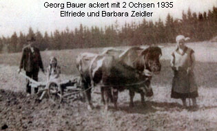 Georg Bauer ackert mit 2 Ochsen 1935
Elfriede und Barbara Zeidler